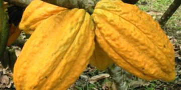 Mont Péko : le MIDH dénonce un crime organisé sur le cacao (Communiqué)