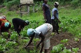 Touba : Le soja biologique lancé par Yeya bénéficie du soutien des autorités du Bafing