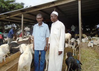 Tabaski : Le ministre Adjoumani visite le marché de bétail de Yopougon