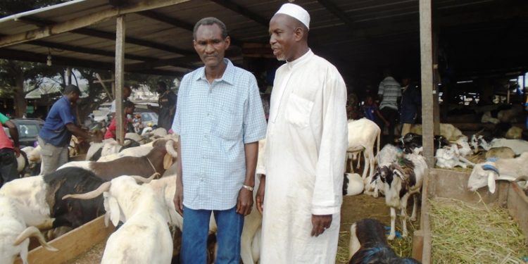Tabaski : Le ministre Adjoumani visite le marché de bétail de Yopougon