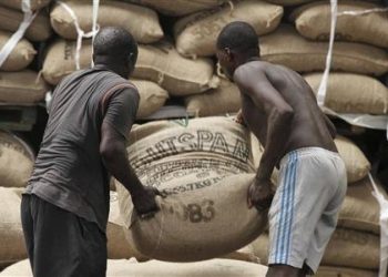 Côte d’Ivoire : Sit-in des producteurs de cacao contre l’arrêt des exportations, ce jeudi