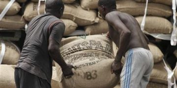 Côte d’Ivoire : Sit-in des producteurs de cacao contre l’arrêt des exportations, ce jeudi