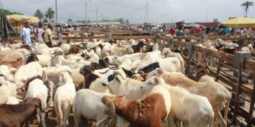 Mairie de Port-Bouët: La CBCRL dénonce l&rsquo;existence de faux frais dans le secteur du Bétail