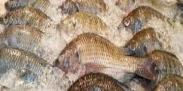 Interdiction d&rsquo;importation du tilapia: Les précisions du gouvernement burkinabè