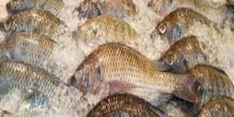 Interdiction d&rsquo;importation du tilapia: Les précisions du gouvernement burkinabè