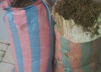 Daoukro : 160 kilogrammes de cannabis saisis à Daoukro