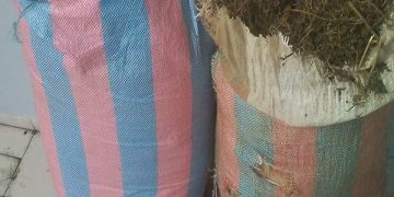 Daoukro : 160 kilogrammes de cannabis saisis à Daoukro