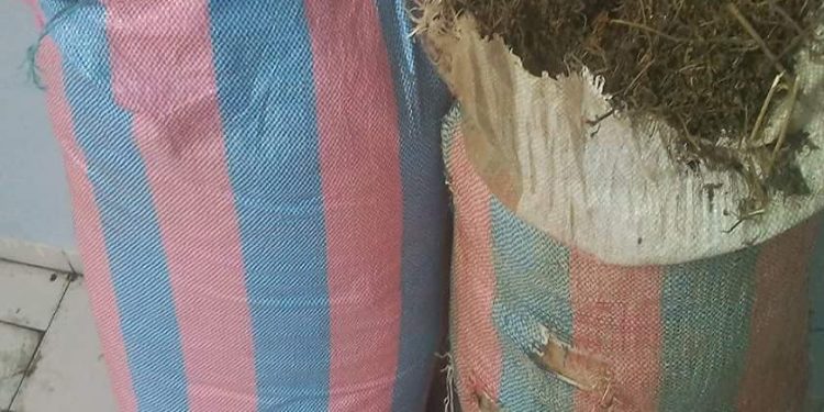 Daoukro : 160 kilogrammes de cannabis saisis à Daoukro
