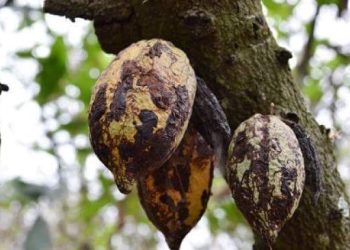 Côte d’Ivoire : 100.000 hectares de cacaoyers vont être détruits