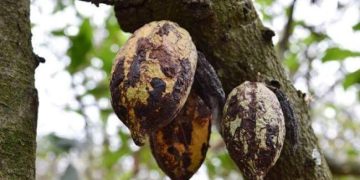 Côte d’Ivoire : 100.000 hectares de cacaoyers vont être détruits