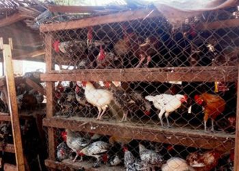 Vente de volailles et pétards : Les mesures d’interdiction n’ont pas été respectées