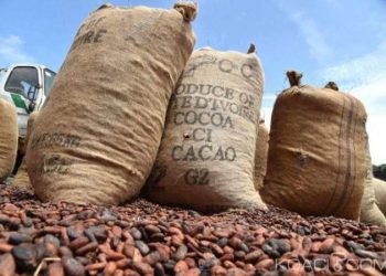 Campagne intermédiaire du cacao : Le prix du kg maintenu à 750 FCFA