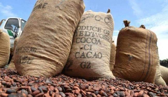 Campagne intermédiaire du cacao : Le prix du kg maintenu à 750 FCFA