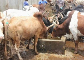Côte d’Ivoire : La production animale est passée de 47.000T à 63.000 T