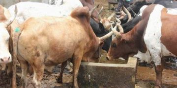Côte d’Ivoire : La production animale est passée de 47.000T à 63.000 T