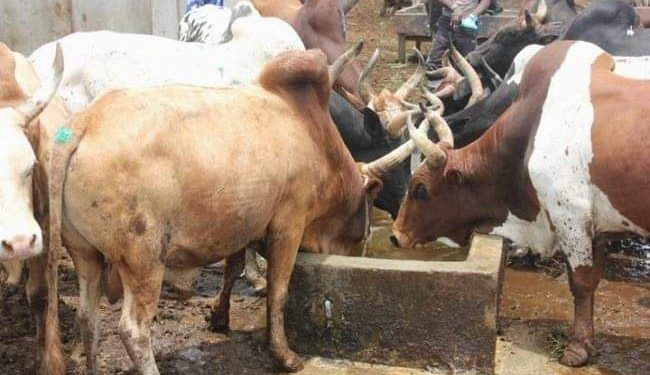 Côte d’Ivoire : La production animale est passée de 47.000T à 63.000 T