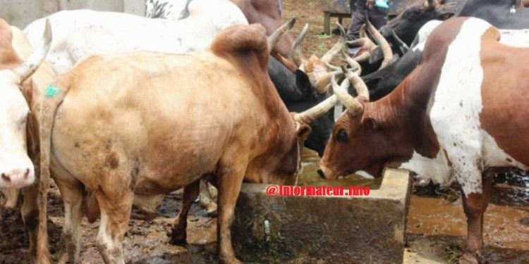 Port-Bouët : Après les bouchers, les marchands du parc menacés