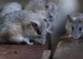 Traitement du VIH : Des chercheurs guérissent des souris contaminées