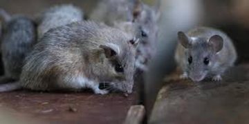 Traitement du VIH : Des chercheurs guérissent des souris contaminées