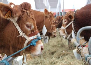France : Issaka Sawadogo au sommet de l’élevage à Clermont-Ferrand