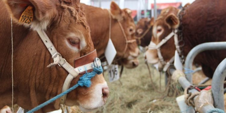 France : Issaka Sawadogo au sommet de l’élevage à Clermont-Ferrand
