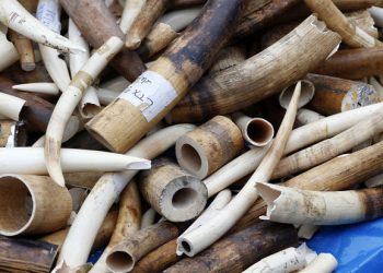 Trafic d’espèces protégées: 3 présumés trafiquants arrêtés avec 31kg d&rsquo;ivoire