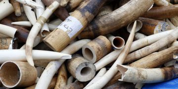 Trafic d’espèces protégées: 3 présumés trafiquants arrêtés avec 31kg d&rsquo;ivoire