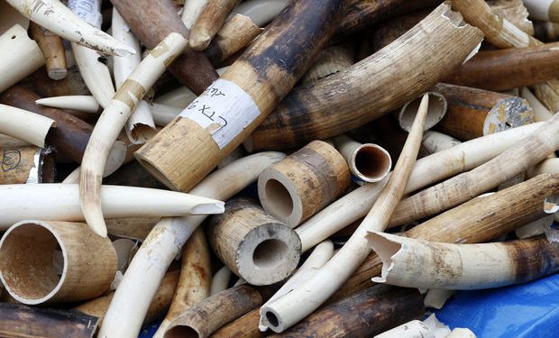 Trafic d’espèces protégées: 3 présumés trafiquants arrêtés avec 31kg d&rsquo;ivoire