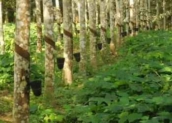 Côte d’Ivoire: Abidjan accueille le 8è Sommet mondial du caoutchouc en mai 2020