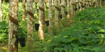 Côte d’Ivoire: Abidjan accueille le 8è Sommet mondial du caoutchouc en mai 2020