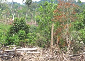 Ouest de la Côte d’Ivoire: Le deguerpissement d&rsquo;une forêt classée suspendu