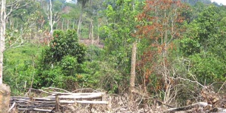 Ouest de la Côte d’Ivoire: Le deguerpissement d&rsquo;une forêt classée suspendu