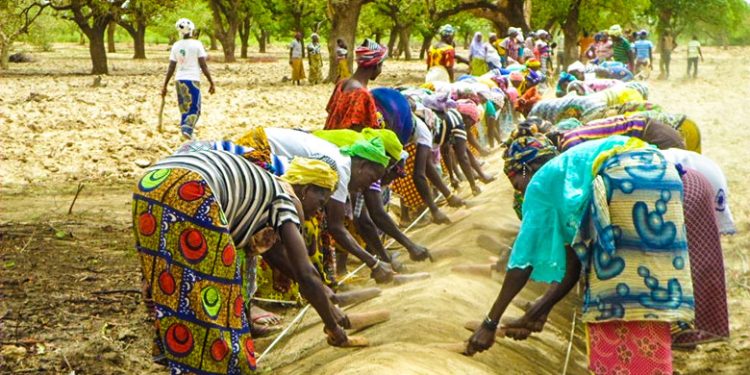 Burkina Faso : « Le monde agricole, le grand oublié de la politique de Roch Kaboré » (Opposition)