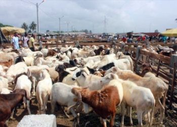 Filière bétail: Une coopérative accusée de faux à l’approche de la Tabaski