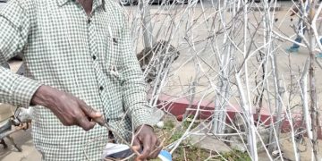 Zapsonré André, l&rsquo;artisan qui redonne vie aux branches mortes