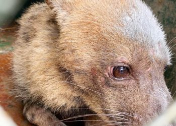 Zoo d’Abidjan : Une hyène échappée créée le buzz et suscite la colère