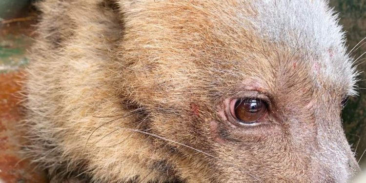 Zoo d’Abidjan : Une hyène échappée créée le buzz et suscite la colère