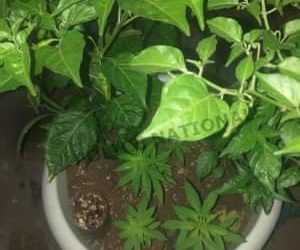 Côte d&rsquo;Ivoire: L&rsquo;entrepreneur cultive le cannabis à domicile