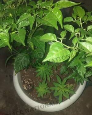 Côte d&rsquo;Ivoire: L&rsquo;entrepreneur cultive le cannabis à domicile