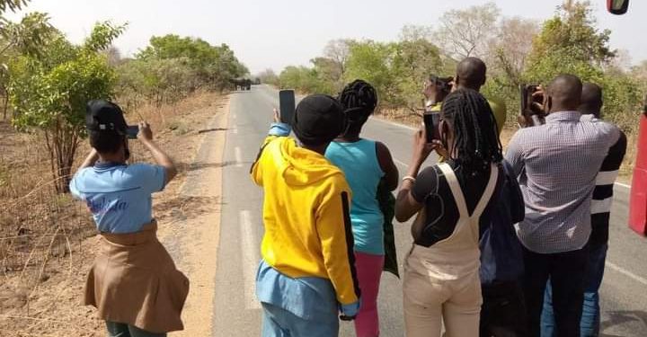 Axe Ouaga-Pô : Des éléphants bloquent la route et attirent des curieux