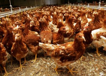 Grippe aviaire : Le Burkina renforce la surveillance des frontières avec ses voisins