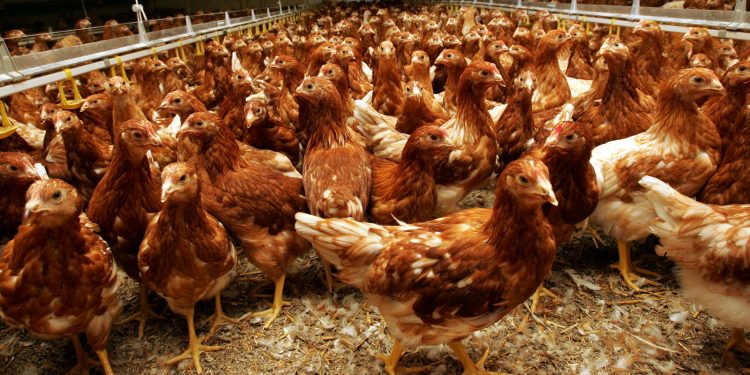 Grippe aviaire : Le Burkina renforce la surveillance des frontières avec ses voisins