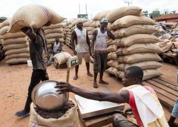 Non-respect du Prix bord champ: Le kg du Cacao acheté à 600 FCFA au lieu de 825 FCFA