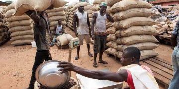 Non-respect du Prix bord champ: Le kg du Cacao acheté à 600 FCFA au lieu de 825 FCFA