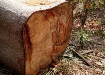 Côte d’Ivoire : Comment des exploitants forestiers détruisent des plantations de cacao dans l’ouest