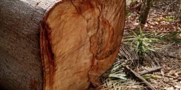 Côte d’Ivoire : Comment des exploitants forestiers détruisent des plantations de cacao dans l’ouest