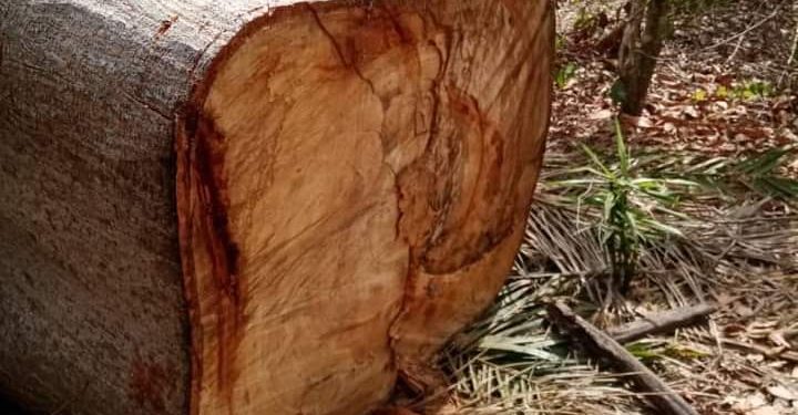 Côte d’Ivoire : Comment des exploitants forestiers détruisent des plantations de cacao dans l’ouest