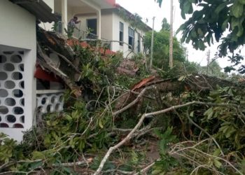 Grand-Bassam: Une branche d&rsquo;arbre tue 2 personnes dans la cour de la mairie