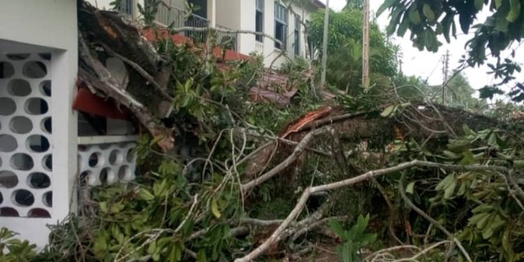 Grand-Bassam: Une branche d&rsquo;arbre tue 2 personnes dans la cour de la mairie