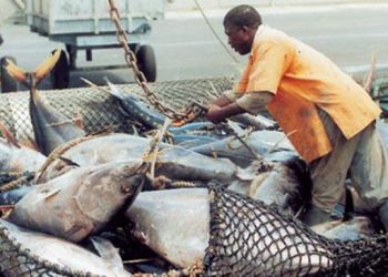 Ressources halieutiques: « La Côte d&rsquo;Ivoire ne produit que 17% de sa consommation en poissons » (Ministre)